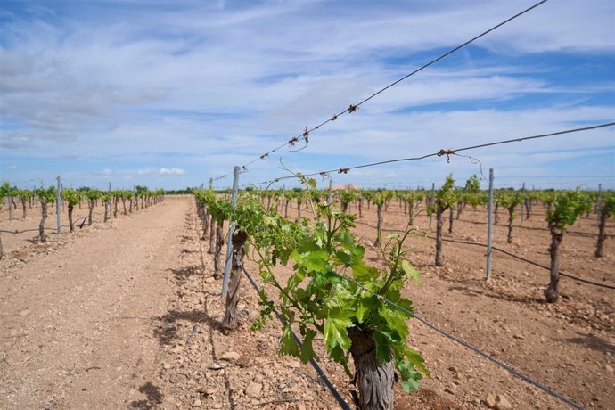 Archivo - Agricultor, viñedo, cultivo, agricultura,