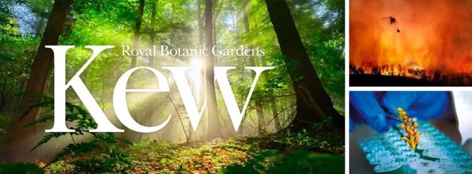 Un informe refleja que tres de cada cuatro especies de plantas vasculares sin describir ya se encuentran en peligro de extinción