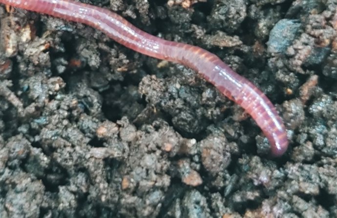 El estudio se realizó con la lombriz Eisenia fetida, organismo modelo empleado habitualmente en el ámbito de la investigación.