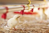 Foto: El laboratorio que creó la oveja Dolly crea pollos resistentes a la gripe aviar a través de modificación genética