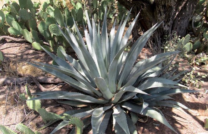 Agave phillipsiana.