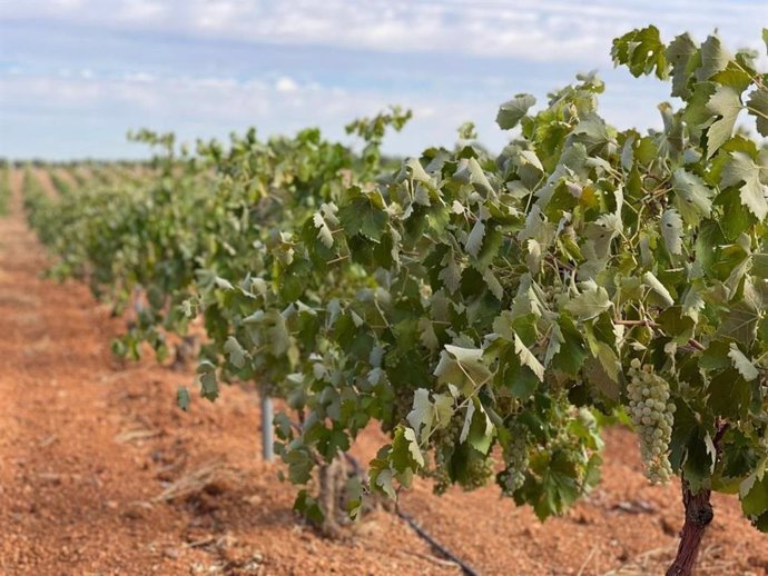 Archivo - Campaña vitivinícola en Castilla-La Mancha