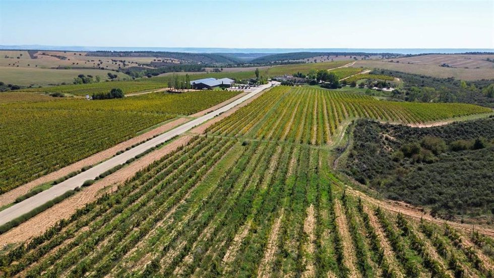 Viñedos de Finca Río Negro