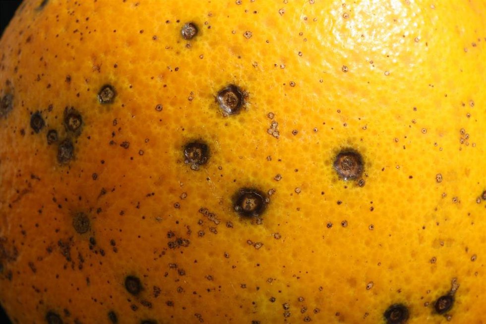 Mancha negra en un cítrico