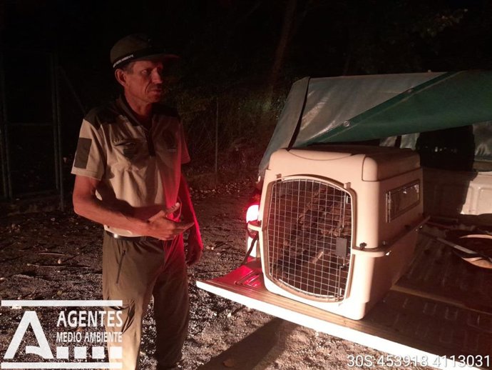 Buitre leonado capturado tras ser avistado en el entorno de la Alhambra