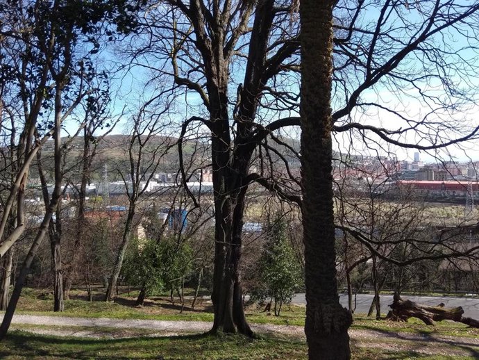 Archivo - Bosque con árboles en Euskadi (archivo).