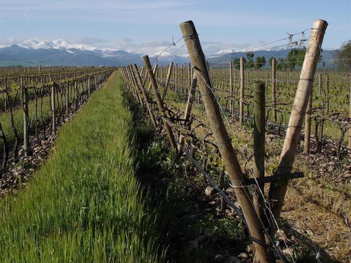 Finca 'La Emperatriz' realiza la primera vendimia certificada en ecológico de su viñedo viejo