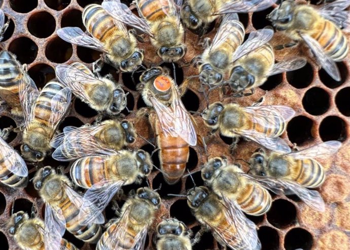 Las obreras de las abejas melíferas muestran altruismo al difundir las feromonas de la abeja reina y suprimir su propia reproducción.