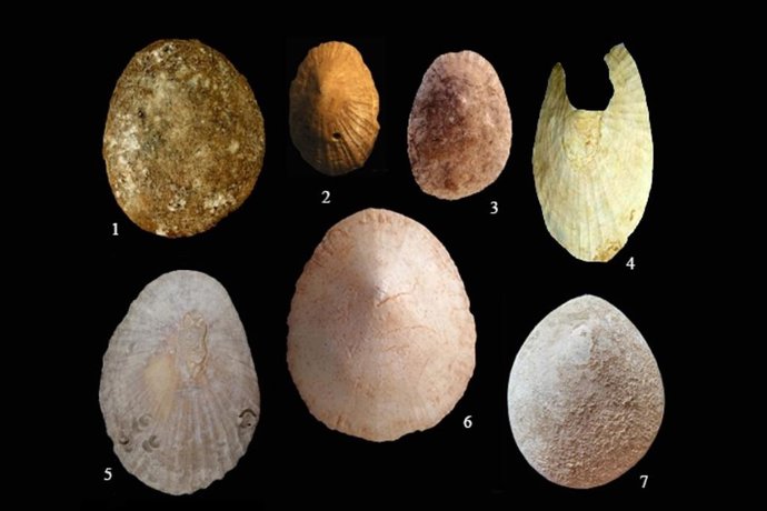 Restos de lapas gigantes que han sido estudiados por la Universidad de Sevilla.