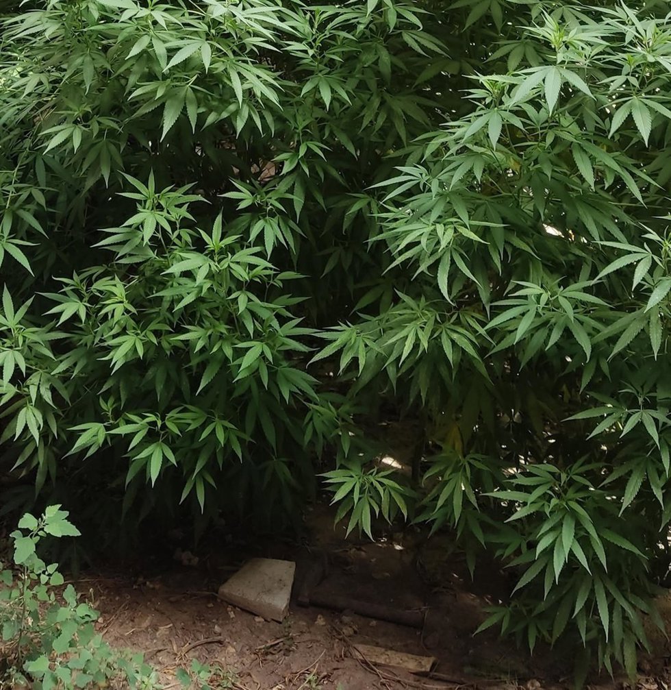 Archivo - Plantación de marihuana. Archivo.