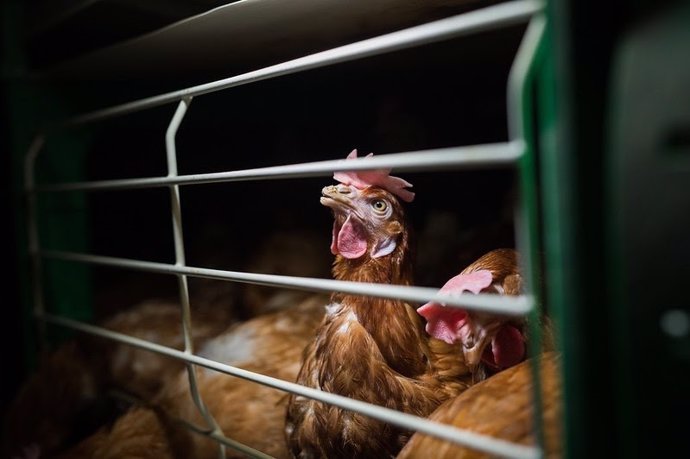 Investigación de Igualdad Animal en granja de gallinas realizada en España.