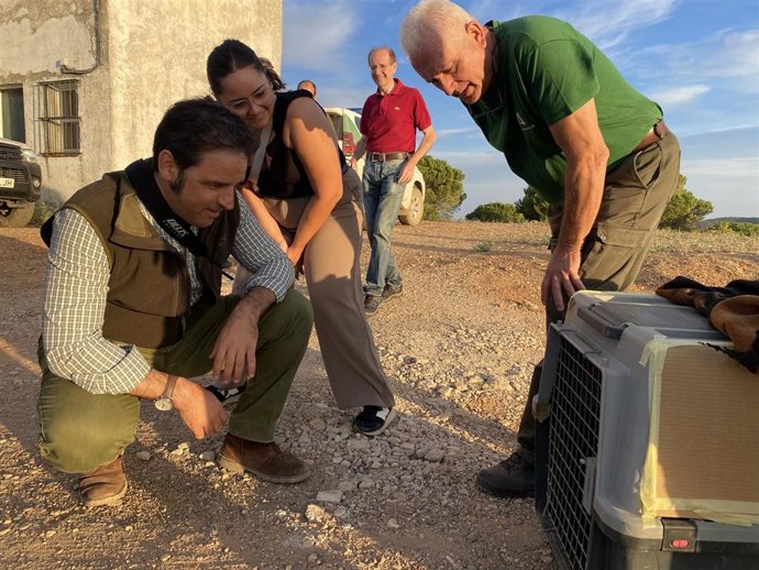 Suelta de un buitre leonado en Aroche (Huelva).