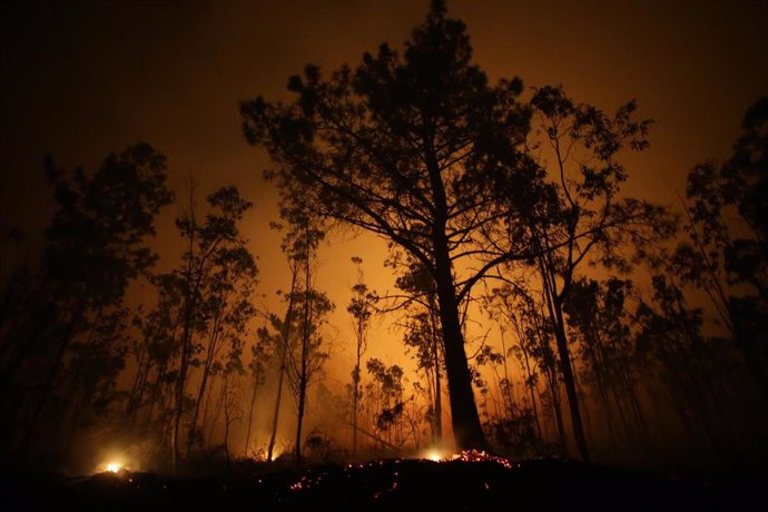 Árboles de eucalipto arden durante el incendio, a 12 de octubre de 2023, en Vidal, Trabada, Lugo, Galicia (España). La proximidad del incendio a núcleos de población ha obligado a declarar la denominada 'situación 2' en el ayuntamiento lugués de Trabada