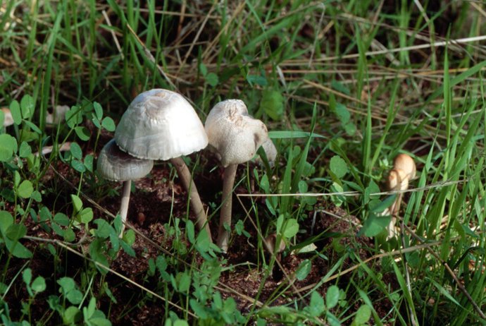 La Junta regula la recogida de setas para evitar daños en el espacio natural y garantizar la regeneración de una temporada a otra.