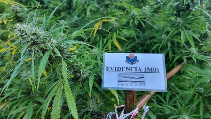 Plantas de marihuana decomisadas en Irun.
