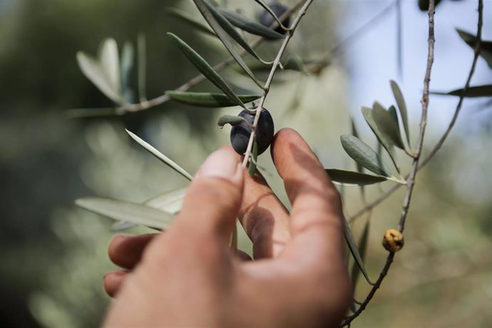 Un hombre coge una aceituna de una rama de un olivo durante el comienzo de la recogida cosecha en Quiroga (Lugo)