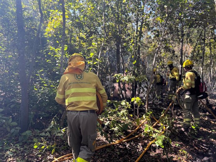 Brigadas forestales intervienen en las labores de extinción del incendio de Tenerife