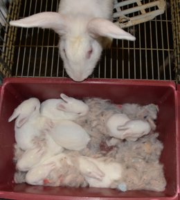 Análisis de bacterias en animales