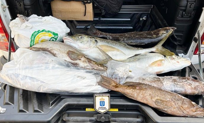 El Servicio de Inspección Pesquera ha levantado acta contra varios individuos que intentaban trasladar de El Hierro a Tenerife un total 47,8 kilos de pescado, 37,8 kilos más de los autorizados