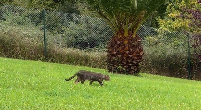 Archivo - Gato callejero