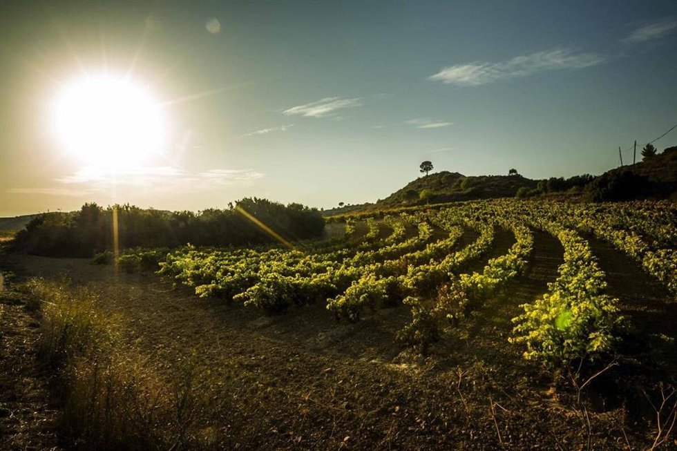 El Consejo Regulador de Rioja acuerda no autorizar nuevas plantaciones en los próximos tres años