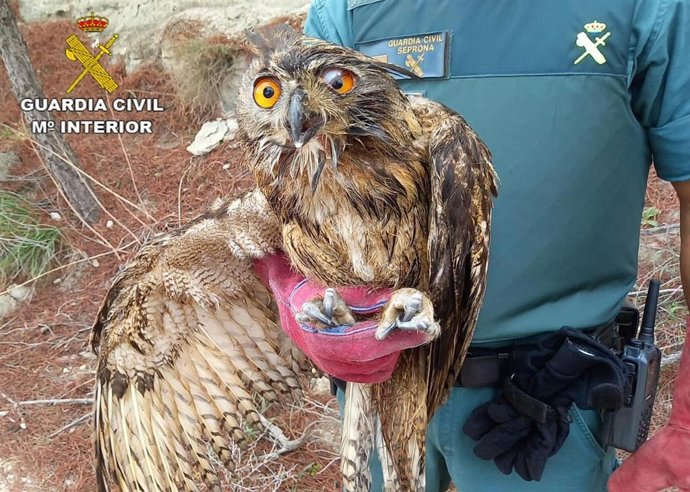 El Seprona rescata en Colmenar un búho que sufrió un fuerte golpe en la cabeza