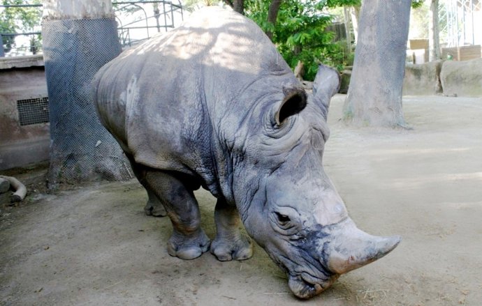 El rinoceronte blanco Pedro