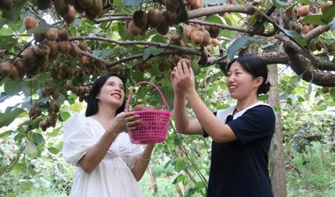 Comunicados Internacional