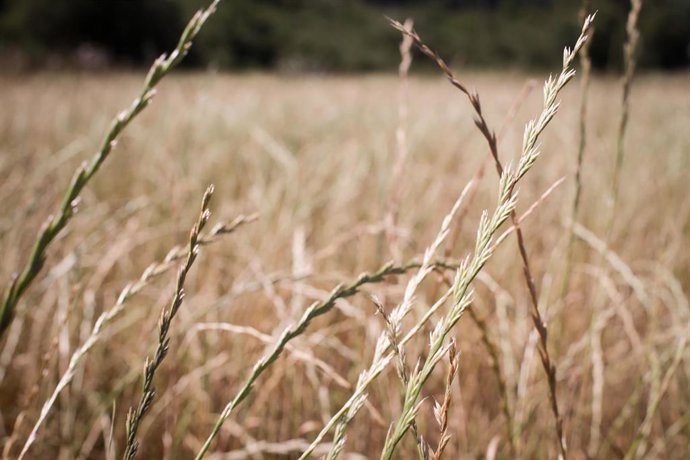 Archivo - Recogida de trigo en la parroquia 