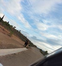 Guardia Civil y Policía Local controlan a un toro que se había escapado en la N-232 en Calahorra