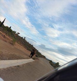 Guardia Civil y Policía Local controlan a un toro que se había escapado de un camión en la N-232 en Calahorra