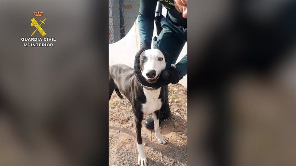 Investigado el dueño de una perra por cortarle piezas dentales y arrancarle otras con alicates