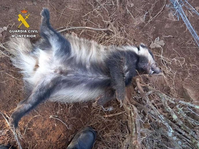 Imagen de un tejón muerto