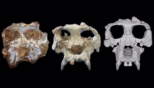 De izquierda a derecha, el cráneo de Pierolapithecus poco después del descubrimiento, después de la preparación inicial y después de la reconstrucción virtual.