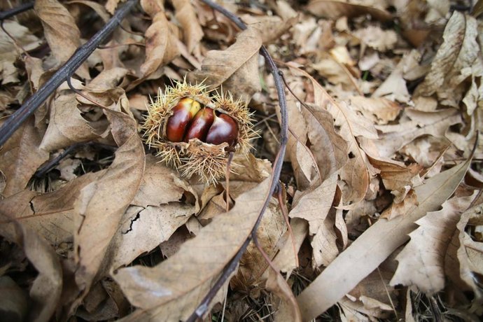 Erizo de castañas abierto sobre un manto de hoja caída, el día que da comienzo el otoño 2023, a 20 de septiembre de 2023, en Baleira, Lugo, Galicia (España). El otoño de 2023 en el hemisferio norte comienza el sábado 23 de septiembre, según cálculos del