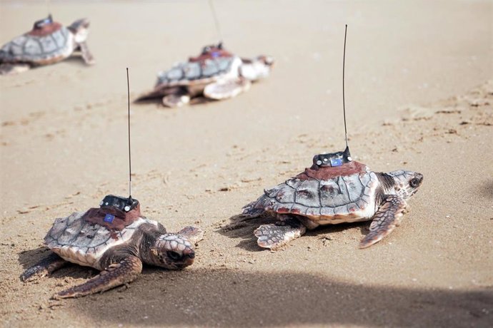Las cuatro tortugas macho que han sobrevivido del nido de Guardamar del Segura (Alicante) de 2022 han alcanzado el mar este martes gracias a un plan de desarrollo y crecimiento que han seguido en el Oceanogrfic de Valencia.