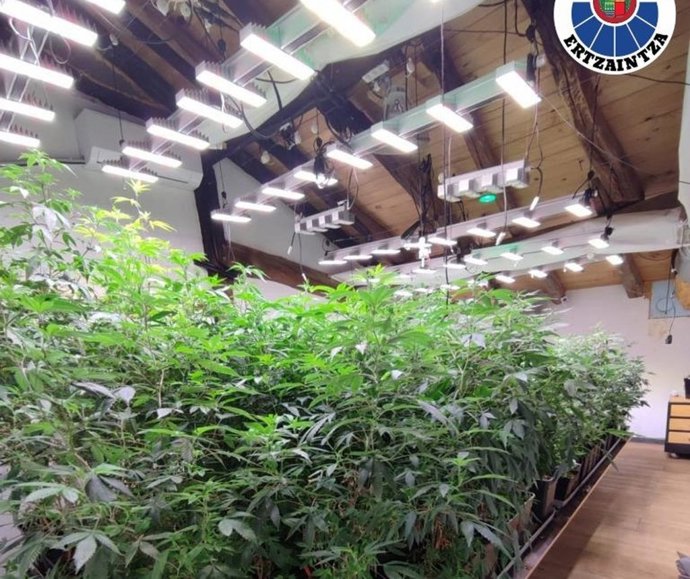 Plantación ilegal incautada por la Ertzaintza