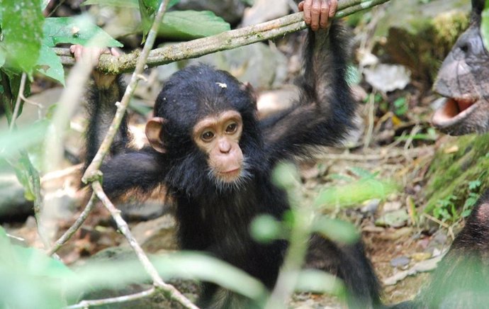 Chimpancé infantil