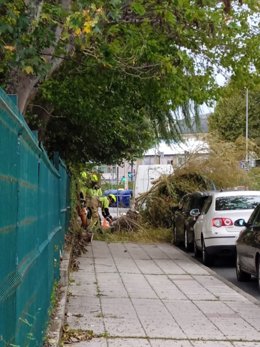 Foto de un árbol caído sobre un vehículo en Ferrol