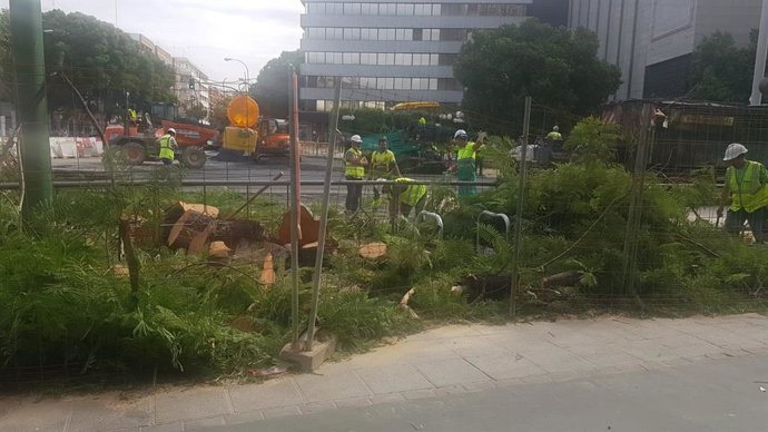 Jacaranda talada en el cruce Luis de Morales con Luis Montoto, en Sevilla.