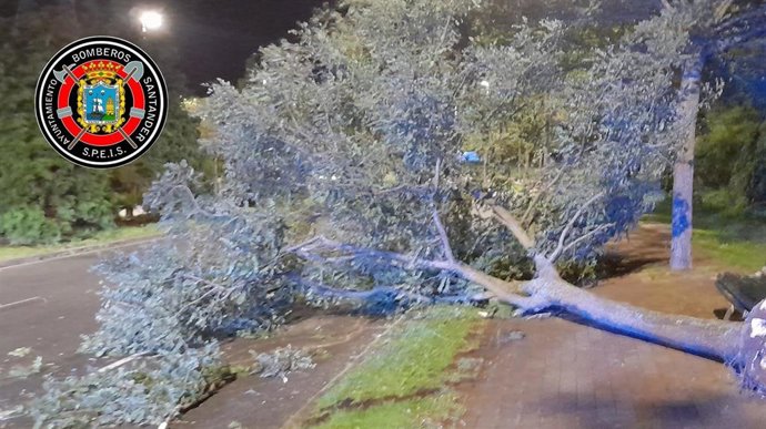 Un árbol caído por el viento en Santander