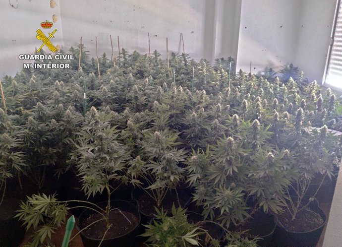 Imagen de la plantación de marihuana intervenida