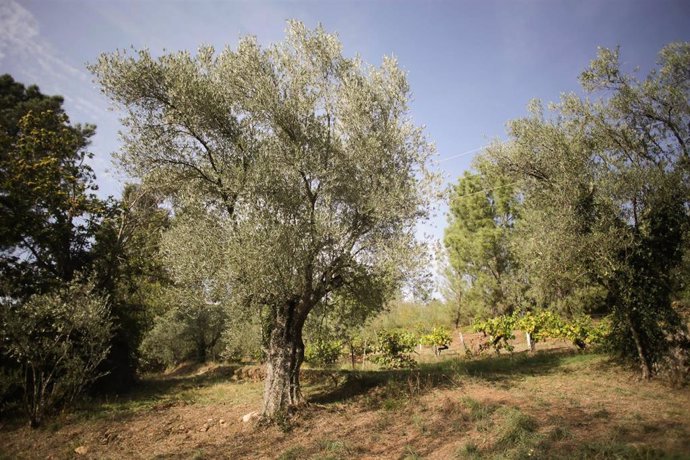 Vista de olivos durante el comienzo de la temporada del aceite en la comarca de Quiroga. 