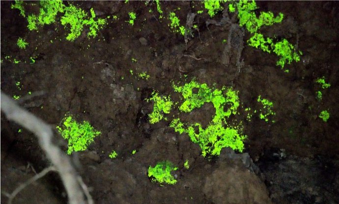 Imagen del musgo que brilla en la oscuridad.