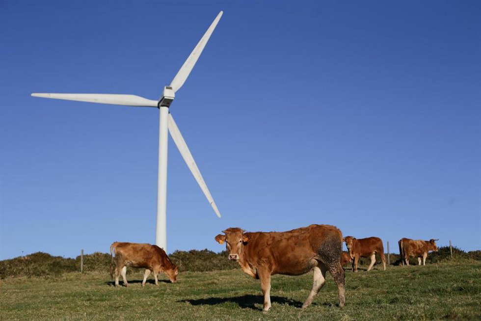 Archivo - Varias vacas pastan junto a un aerogenerador eólico