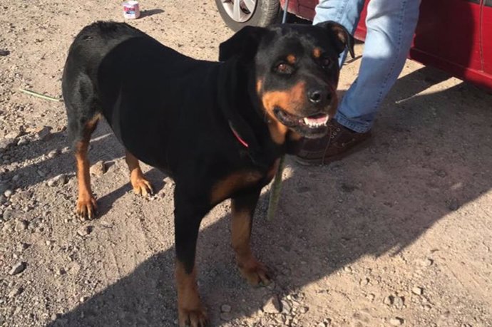 Archivo - Ejemplar de Rottweiler rescatado por la Policía Local