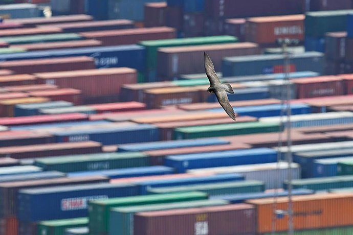 Un falcó al Port de Barcelona