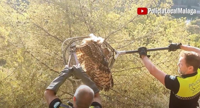Agentes del Grupo de Protección de la Naturaleza (Gruprona) de la Policía Local de Málaga rescata un ejemplar de búho real que se encontraba atrapado en la parte superior de una alambrada