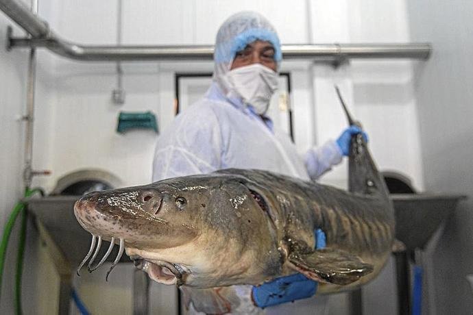 Ibercaja y Caviar Pirinea alcanzan un acuerdo de colaboración.