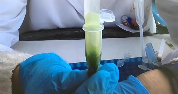 Archivo - Sevilla.-El IBiS colabora en un software con imágenes en 3D que revelan patrones ocultos en tejidos celulares